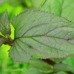 Scrophularia nodosa Leaf