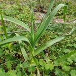 Allium sativum Blad