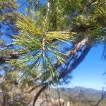 Pinus lambertiana Blatt