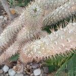 Pachypodium lamerei Rusca