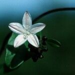 Jacquemontia havanensis Kwiat