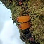 Myrmecodia tuberosa Fruit