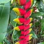 Heliconia rostrata Çiçek
