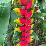 Heliconia rostrata 花