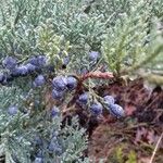 Juniperus horizontalis Fruit