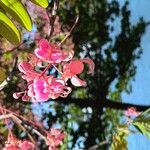 Cassia grandis Bloem