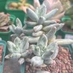 Pachyphytum compactum Liść