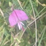 Ononis spinosa Flower