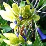Iochroma cyaneum Blomma
