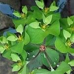 Euphorbia amygdaloides പുഷ്പം