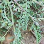 Astragalus asterias পাতা