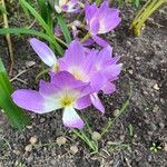 Colchicum speciosum Цветок