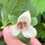 Trillium flexipes Blüte