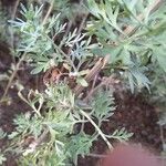 Artemisia absinthiumLeaf