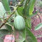 Aristolochia indica 果