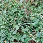 Rubus caesius Habitat