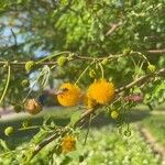 Acacia farnesiana Цвят