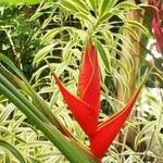 Heliconia stricta Blüte