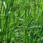 Narcissus poeticus Leaf