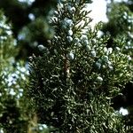 Juniperus monosperma Плод