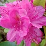 Rhododendron spp. Flor