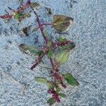 Oxybasis chenopodioides পাতা