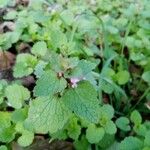 Lamium purpureumΦύλλο