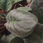 Saintpaulia ionantha Hoja