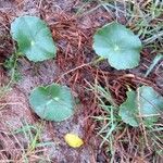 Hydrocotyle bonariensis Habitus