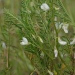 Vicia ervilia आदत