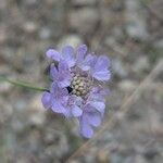 Scabiosa triandra Цветок