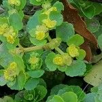 Chrysosplenium oppositifolium Blad