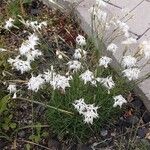 Dianthus arenarius অভ্যাস