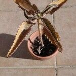 Kalanchoe daigremontiana List