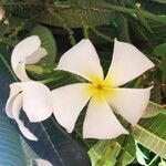 Plumeria obtusa Flor