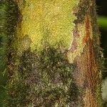 Dodecastigma integrifolium Bark