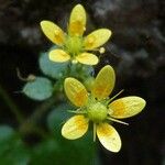 Saxifraga cymbalaria Flor