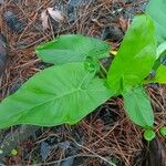 Peltandra virginica Leaf