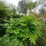 Aralia californica Liść