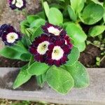 Primula auricula Kvet