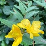 Hypericum patulum फूल