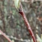 Salix rosmarinifolia кора