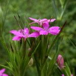 Dianthus armeria Floare