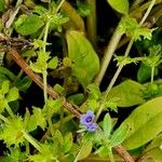 Asperugo procumbens 花