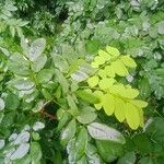 Lennea viridiflora Leaf