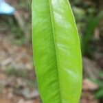 Lecythis persistens Leaf