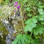 Primula matthioli Flower