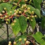 Cornus alternifolia Meyve