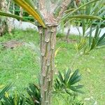 Podocarpus macrophyllus 树皮