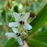 Cossinia pinnata Blüte